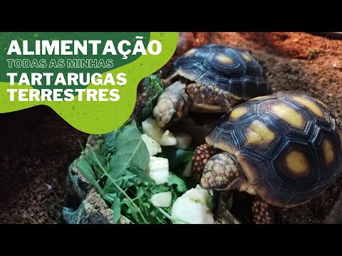 Vídeo: O que alimentar sua tartaruga Sulcata