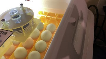 HovaBator Genesis 1588 Incubator New Update