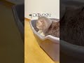 ココスの日常がおもろかわいいww