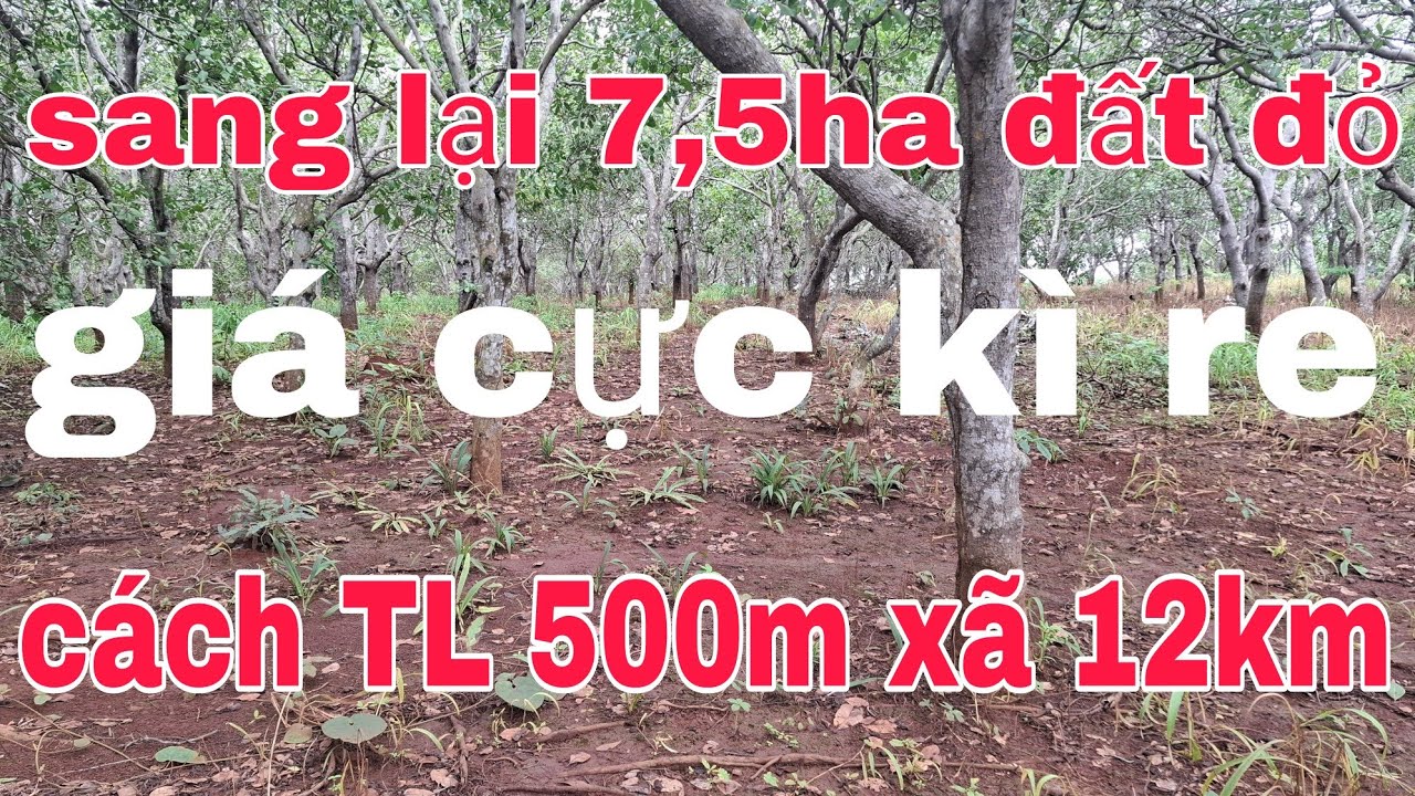 Cần bán 7,5ha đất điều cách TL 500m xã ia 12km xe Bán tải tới rẫy ac quan tâm lh 0785311413
