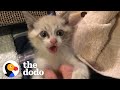Guy Who Didn’t Like Cats Finds One Stuck In His Tire | The Dodo