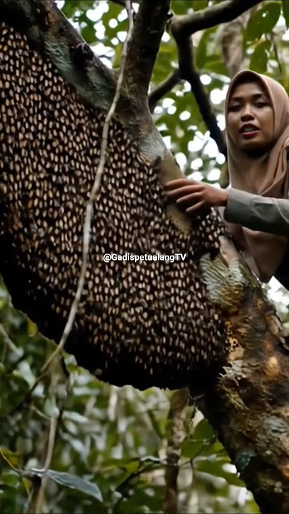 Mengambil sarang lebah di hutan belantara part 4 - #petualangan #adventure