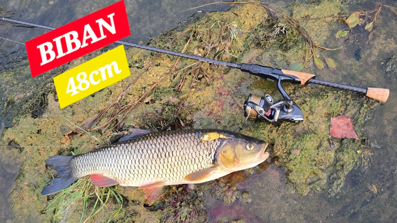 MACOLE su u brzacima! Ne mogu da odole MATO vobleru. PECANJE KLENA. 