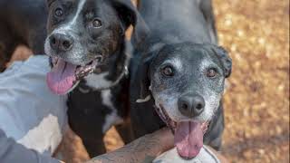 Fostering with Oconee County Animal Services