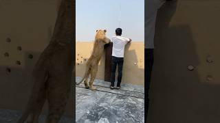 Episode 722 Today Naughty Simba