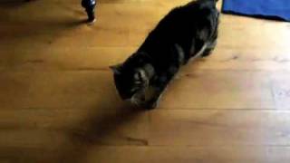 Cat Playing 'I Spy'