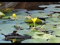 Waterlilies opening time lapse