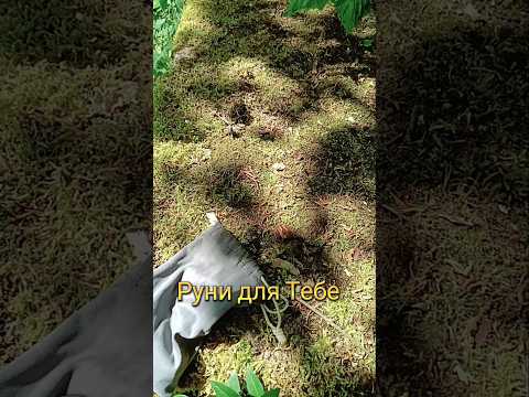 Жребий на день,