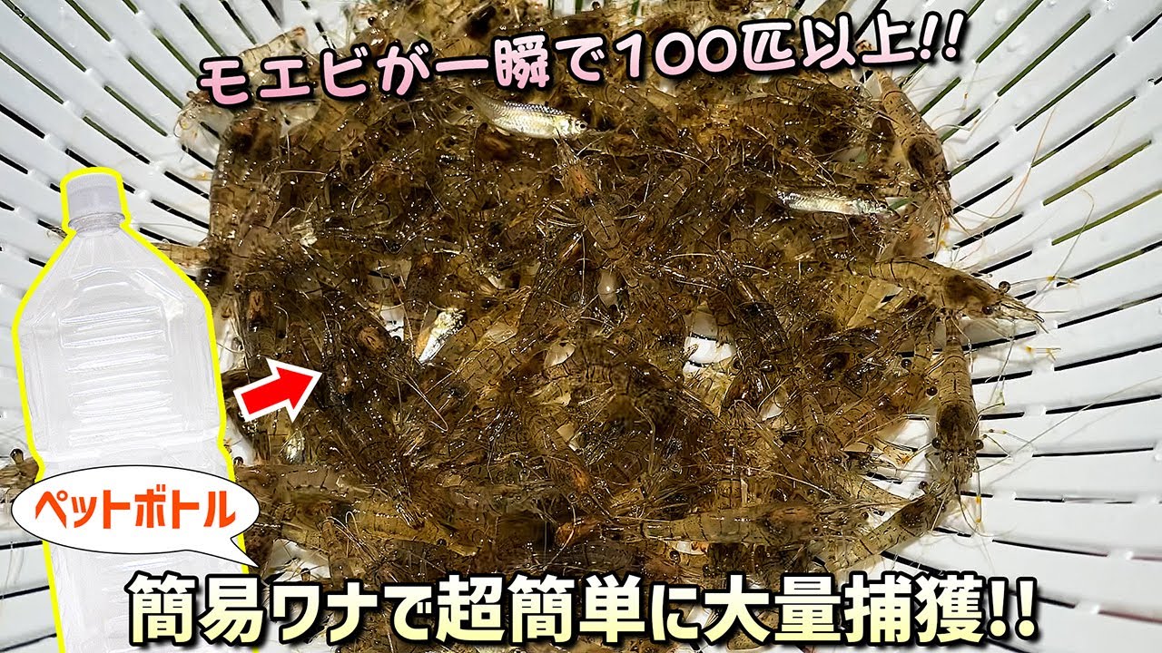 【衝撃映像】ペットボトルで作った簡易ワナで野池のモエビを一瞬で大量捕獲する方法【無料で釣り餌・屋外ビオトープやアクアリウム飼育にも！】