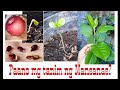 Paano mg tanim gamit ang buto ng mansanas? /How to grow Apple?/Part-1(step by step)#apple#mansanas