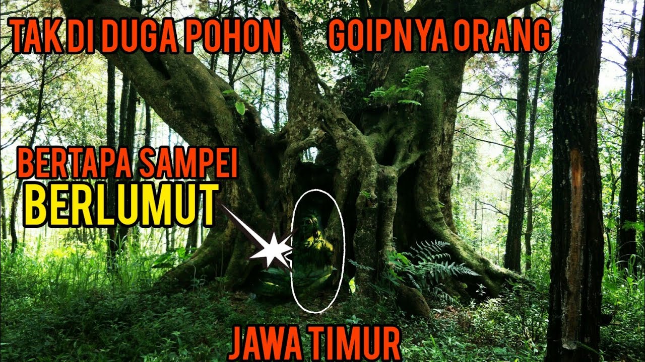 Menemukan Pohon Berbuah Permata