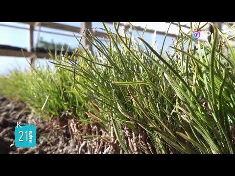 21 марта: Всемирный день защиты лесов, первая скважина в Западной Сибири дала нефть