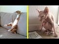 ORANGE CATS vs. NAKED CATS! Which cats are FUNNIER? - Super FUNNY CAT videos