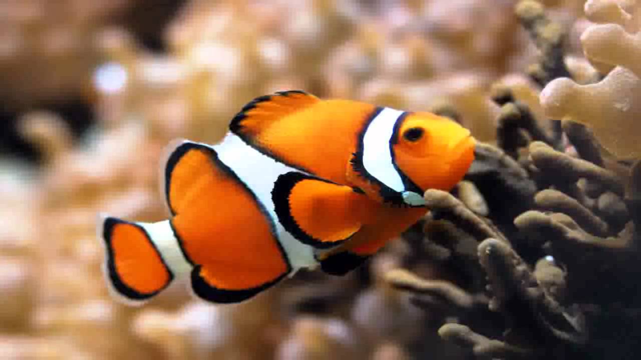 Hard2Flip - Chill Fish - YouTube