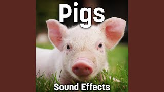 1 Week Old Piglets Squeals