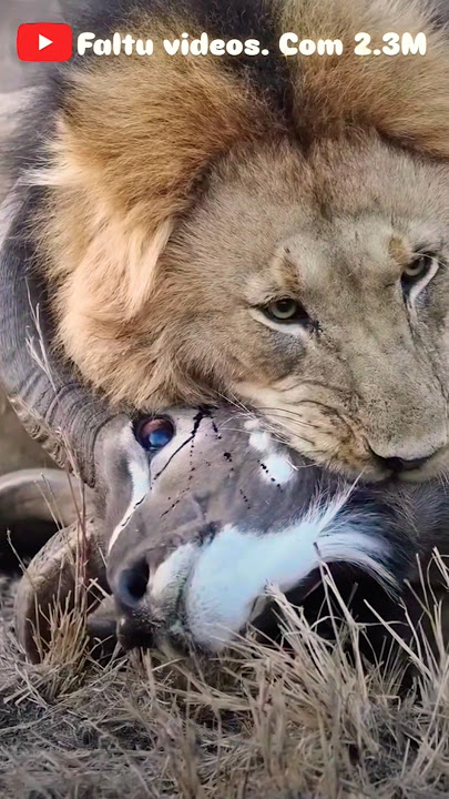 🦁Lion killed a deer 🦌#kill #eat #injured #survive #lion #king #forest #dangeranimal #shorts