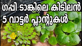 Guppy tank water plants/ഗപ്പി ടാങ്കിലെ 5 കിടിലൻ വാട്ടർ പ്ലാൻ്റ്സ്