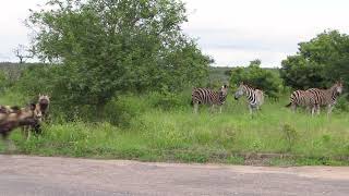 Wild Dogs And Zebras Chilling Together