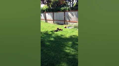 Rocky & Elsa playing in back yard