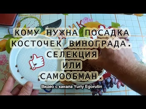 🍇 ВОТ ПОЧЕМУ НЕ САЖАЙТЕ ТАК КОСТОЧКИ ВИНОГРАДА. ЭТО САМООБМАН А НЕ СЕЛЕКЦИЯ. Виноград из косточки.