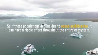 What are The Consequences of Ocean Acidification?