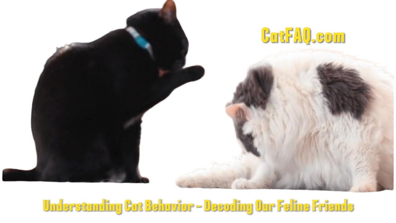 Understanding Cat Behavior | Decoding Our Feline Friends