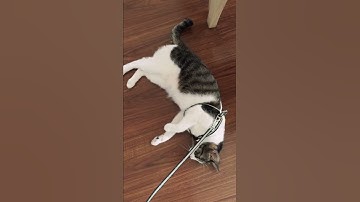 Cat too lazy to walk (cute) #shorts