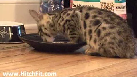 Video 688201: bengal kitty, bengal eating