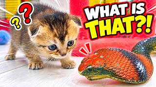 Tiny Kittens Meet a Giant Toy Snake… Here’s What Happened