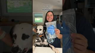 Watch THIS before getting a Dalmatian!
