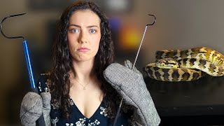 How To Get Your Snake Out Of Their Enclosure Without Getting Bit