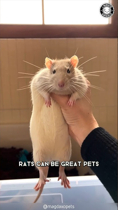 Rats 🐀  Why They Make Great Pets?