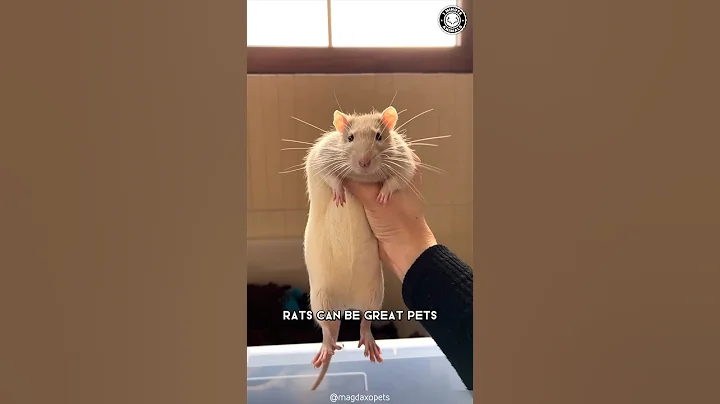 Rats 🐀  Why They Make Great Pets? - DayDayNews