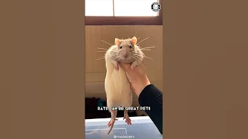 Rats 🐀  Why They Make Great Pets?