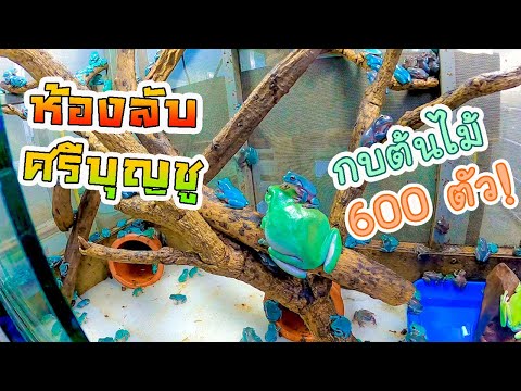เปิดห้องลับ ศรีบุญชูฟาร์ม ปล้นให้หมด..! Invasion of a secret farm, breeding rare frogs.
