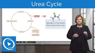 Urea Cycle – Med-Surg | Lecturio Nursing