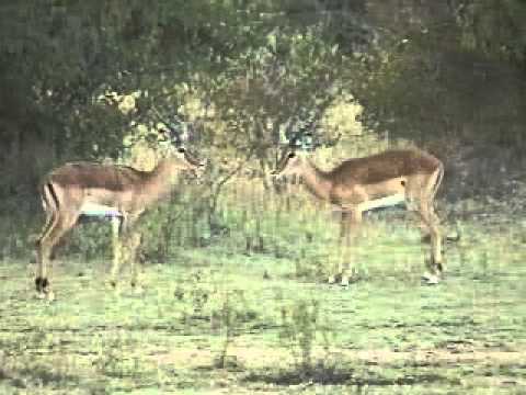 Video: Forskellen Mellem Impala Og Hjorte