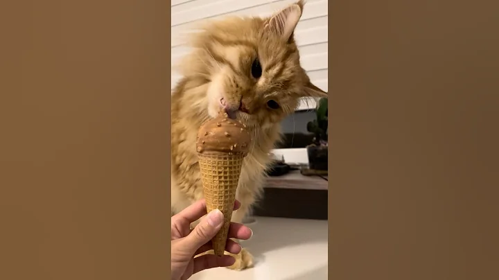 Video 7145911: mainecoon cats cute catlover, mainecoon catlover animals, happy maine coon