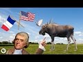 Thomas Jefferson and the Moose: A Scientific Battle