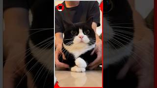 This Cat Looks Like It Knows Your Secrets 🐱👀 #shortsvideo