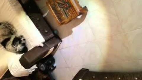 Flood-to-Throw Zooming Cree P4-WC 3-Mode LED Bike