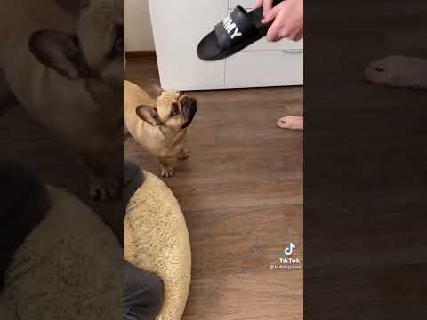#собаки #обида #животные #домашние #акула #рвач #shorts #смех