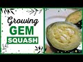 Growing Gem Squash: Underrated Squash Variety | Best Tasting Squash!