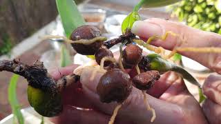MAJOR Salt build up on Bulbophyllum rhizome | Bulbophyllum Media Change #ninjaorchids