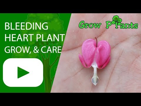 Bleeding heart plant - growing, caring and facts ( Lamprocapnos spectabilis)