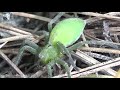 Araña verde gigante (Micrommata ligurina). Una belleza con un color imposible. GONZALO.