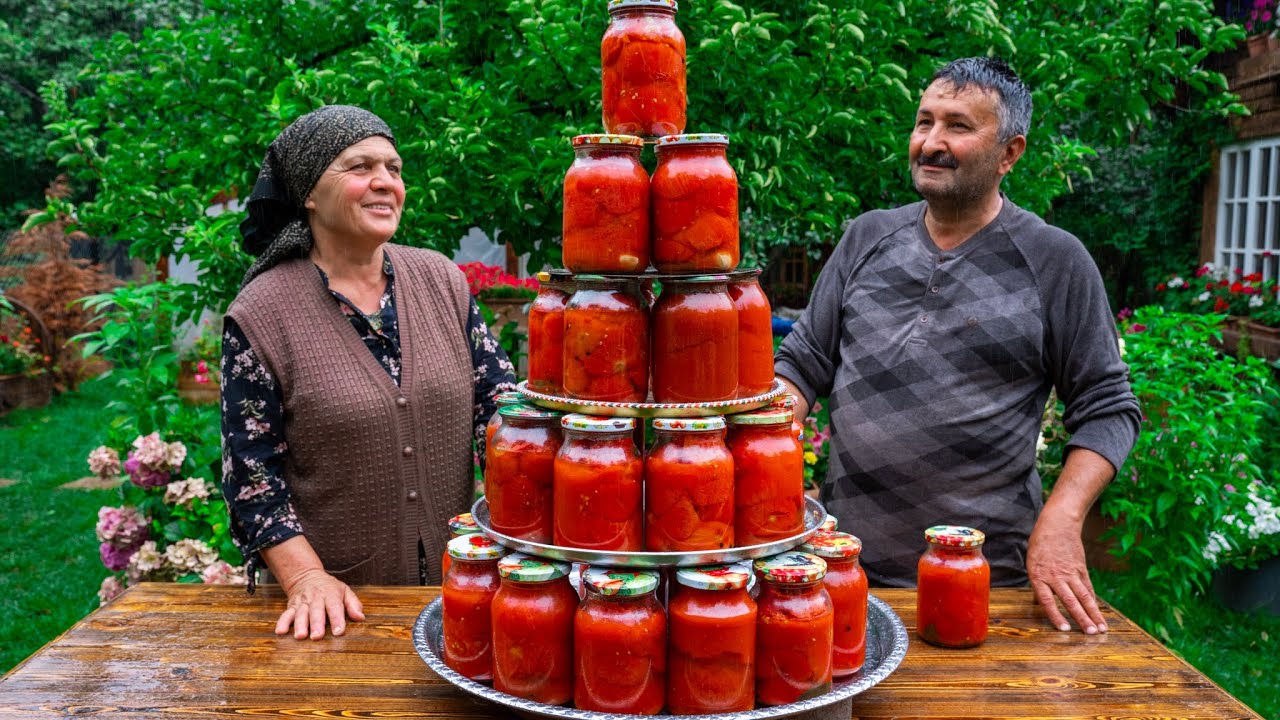 Fresh Tomatoes Harvesting from Garden and Preserving for Winter