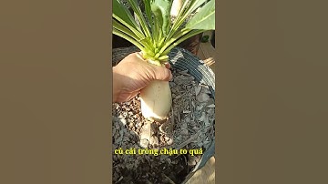 Cách trồng củ cải trắng trong chậu #shortvideo #garden #cucaitrang