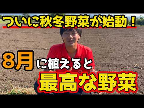 初心者でも失敗しない低碳水菜園のコツを実体験で詳しく解説