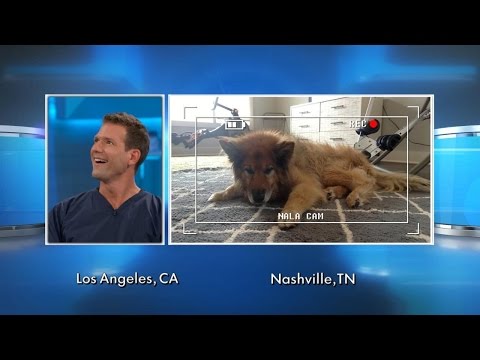 Video: Ak má váš pes akupunktúru?